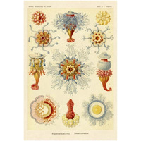 Haeckel Nature Illustrations: Siphoneae Hydrozoa-Paper Art-22"x32"