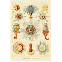 Haeckel Nature Illustrations: Siphoneae Hydrozoa-Paper Art-34"x50"