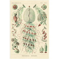 Haeckel Nature Illustrations: Siphoneae Hydrozoa-Paper Art-14"x20"