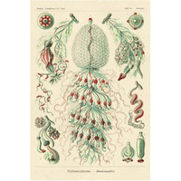 Haeckel Nature Illustrations: Siphoneae Hydrozoa-Paper Art-42"x62"