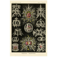 Haeckel Nature Illustrations: Stephoidea-Paper Art-18"x26"