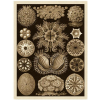 Haeckel Nature Illustrations: Ascidiae - Sepia Tint-Paper Art-14"x18"