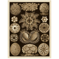 Haeckel Nature Illustrations: Ascidiae - Sepia Tint-Paper Art-38"x50"