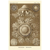 Haeckel Nature Illustrations: Jelly Fish - Sepia Tint-Paper Art-14"x20"