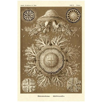 Haeckel Nature Illustrations: Jelly Fish - Sepia Tint-Paper Art-22"x32"