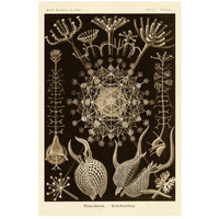 Haeckel Nature Illustrations: Phaeodaria radiolarians - Sepia Tint-Paper Art-18"x26"