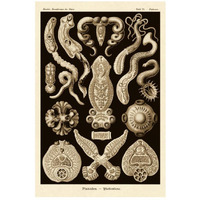 Haeckel Nature Illustrations: Flatworms - Sepia Tint-Paper Art-18"x26"