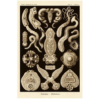 Haeckel Nature Illustrations: Flatworms - Sepia Tint-Paper Art-22"x32"