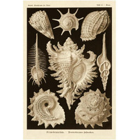 Haeckel Nature Illustrations: Gastropods - Sepia Tint-Paper Art-14"x20"