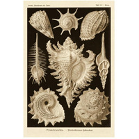 Haeckel Nature Illustrations: Gastropods - Sepia Tint-Paper Art-34"x50"