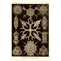 Haeckel Nature Illustrations: Spumellaria - Sepia Tint-Paper Art-26"x38"