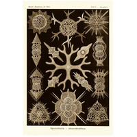 Haeckel Nature Illustrations: Spumellaria - Sepia Tint-Paper Art-34"x50"