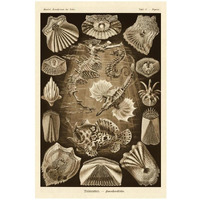 Haeckel Nature Illustrations: Teleostei, bony Fishes - Sepia Tint-Paper Art-22"x32"