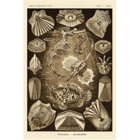 Haeckel Nature Illustrations: Teleostei, bony Fishes - Sepia Tint-Paper Art-42"x62"