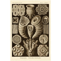 Haeckel Nature Illustrations: Tetracoralla, Coral - Sepia Tint-Paper Art-26"x38"