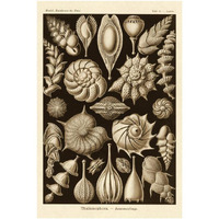 Haeckel Nature Illustrations: Thalamophora, Forminifera - Sepia Tint-Paper Art-26"x38"