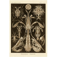 Haeckel Nature Illustrations: Thoracostraca, Crustaceans - Sepia Tint-Paper Art-14"x20"