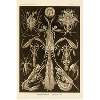 Haeckel Nature Illustrations: Thoracostraca, Crustaceans - Sepia Tint-Paper Art-26"x38"