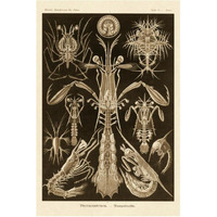 Haeckel Nature Illustrations: Thoracostraca, Crustaceans - Sepia Tint-Paper Art-42"x62"