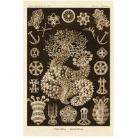 Haeckel Nature Illustrations: Sea Cucumbers - Sepia Tint-Paper Art-34"x50"