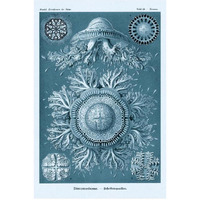 Haeckel Nature Illustrations Jelly Fish - Blue-Green Tint-Paper Art-22&quotx32"