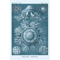 Haeckel Nature Illustrations: Jelly Fish - Blue-Green Tint-Paper Art-26"x38"