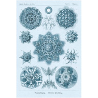 Haeckel Nature Illustrations: Polycytaria Radiolaria - Blue-Green Tint-Paper Art-26"x38"