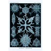 Haeckel Nature Illustrations: Spumellaria - Blue-Green Tint-Paper Art-26"x38"