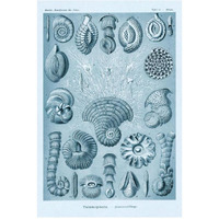 Haeckel Nature Illustrations: Talamophora, Formanifera, Rhisopods - Blue-Green Tint-Paper Art-22"x32"