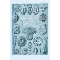 Haeckel Nature Illustrations: Talamophora, Formanifera, Rhisopods - Blue-Green Tint-Paper Art-26"x38"