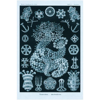 Haeckel Nature Illustrations: Sea Cucumbers - Blue-Green Tint-Paper Art-22"x32"