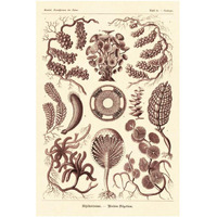 Haeckel Nature Illustrations: Siphoneae Hydrozoa - Rose Tint-Paper Art-26"x38"