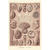 Haeckel Nature Illustrations: Talamophora, Formanifera, Rhisopods - Rose Tint-Paper Art-14"x20"