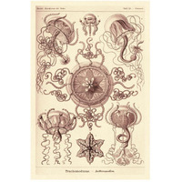 Haeckel Nature Illustrations: Trachomedusae - Jellyfish - Rose Tint-Paper Art-34"x50"