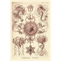 Haeckel Nature Illustrations: Trachomedusae - Jellyfish - Rose Tint-Paper Art-42"x62"