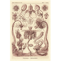 Haeckel Nature Illustrations: Tubularida - Tubularians - Rose Tint-Paper Art-14"x20"