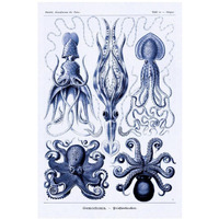 Haeckel Nature Illustrations: Jelly Fish - Dark Blue Tint-Paper Art-14"x20"