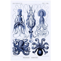 Haeckel Nature Illustrations: Jelly Fish - Dark Blue Tint-Paper Art-18"x26"