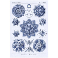 Haeckel Nature Illustrations: Siphoneae Hydrozoa - Dark Blue Tint-Paper Art-18"x26"