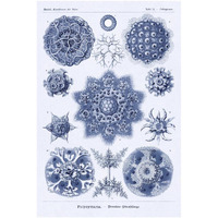 Haeckel Nature Illustrations: Siphoneae Hydrozoa - Dark Blue Tint-Paper Art-34"x50"