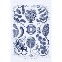 Haeckel Nature Illustrations: Siphoneae Hydrozoa - Dark Blue Tint-Paper Art-34"x50"