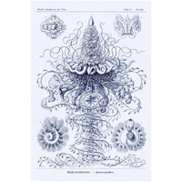 Haeckel Nature Illustrations: Tubularida - Tubularians - Dark Blue Tint-Paper Art-34"x50"