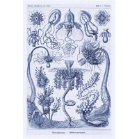 Haeckel Nature Illustrations Cephlopods - Dark Blue Tint-Paper Art-14&quotx20"