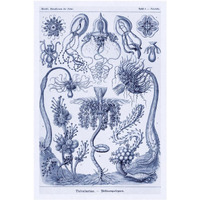 Haeckel Nature Illustrations: Cephlopods - Dark Blue Tint-Paper Art-34"x50"