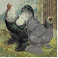 Chickens: Dark Brahmas-Paper Art-20"x20"