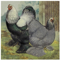 Chickens: Dark Brahmas-Paper Art-32"x32"