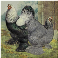 Chickens: Dark Brahmas-Paper Art-38"x38"