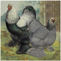 Chickens: Dark Brahmas-Paper Art-42"x42"