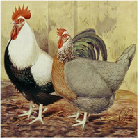 Chickens: Silver-Grey Dorkings-Paper Art-20"x20"