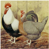 Chickens: Silver-Grey Dorkings-Paper Art-38"x38"